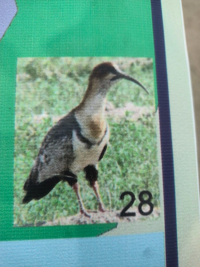 Bandurria bird