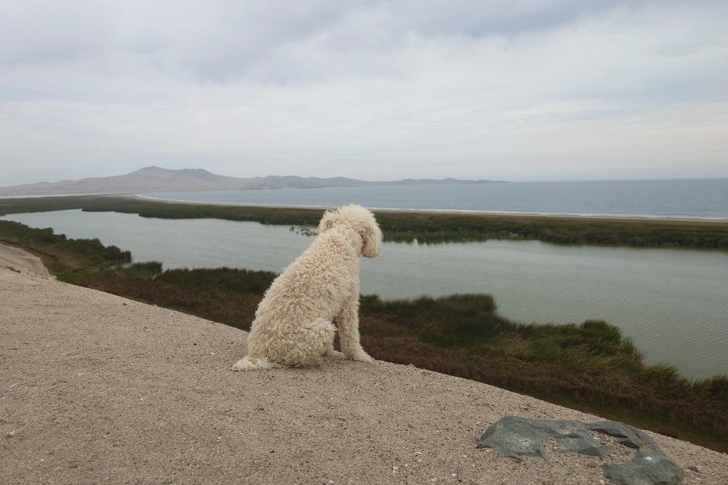 A white poodle at Bandurria lagoon